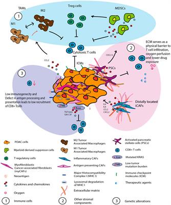 PDAC as an Immune Evasive Disease: Can 3D Model Systems Aid to Tackle This Clinical Problem?